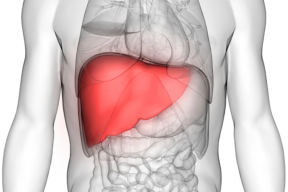 Diagram of human liver