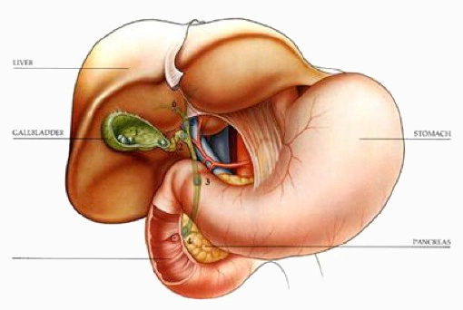 Gallbladder removal illustration