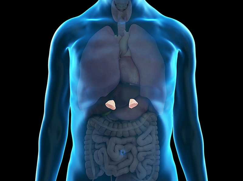 Three dimensional Illustration of adrenal glands