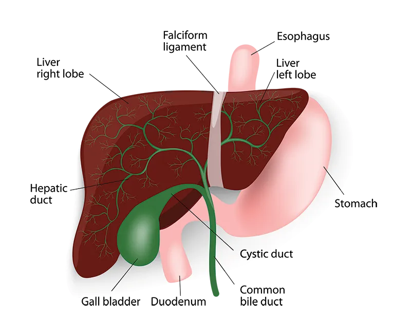 Bile duct illustration