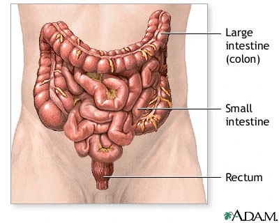 Small and large bowel intestine illustration