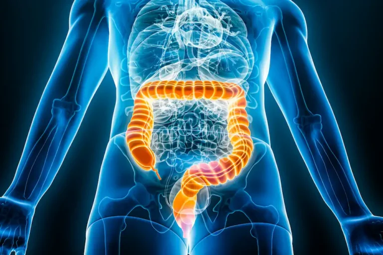 translucent diagram of human anatomy highlighting the colon organ